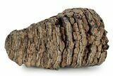 Southern Mammoth Molar - Hungary #357029-4